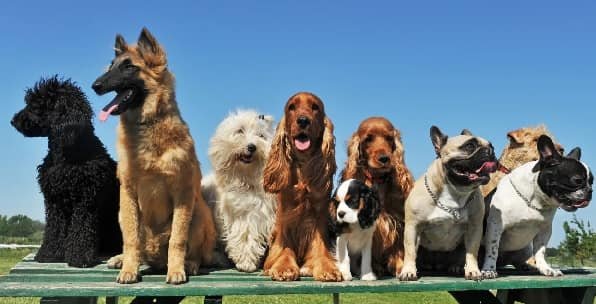15 Cute Dog Breeds
