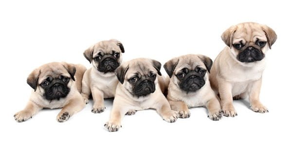 Baby Pug Dog