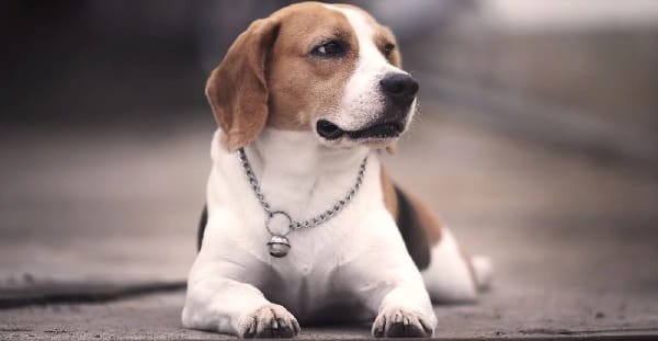 Beagle Dog Price in India (2026)