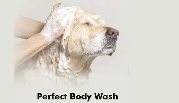 Best Dog Shampoo in India