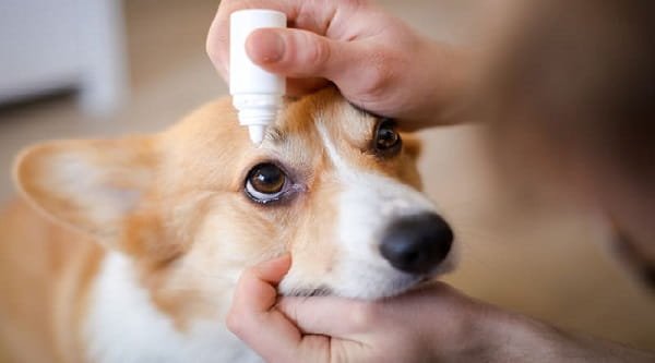 Best Eye Drops for Dogs