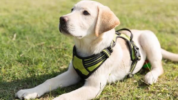 Best Garden Dogs for Indian