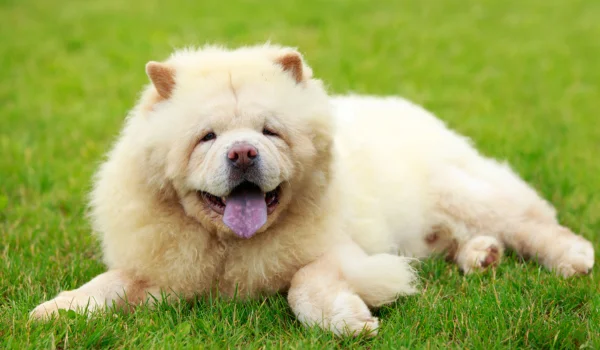 Chow Chow