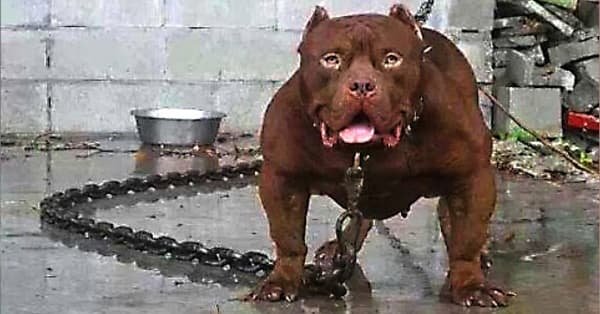 Dangerous Dog Breeds