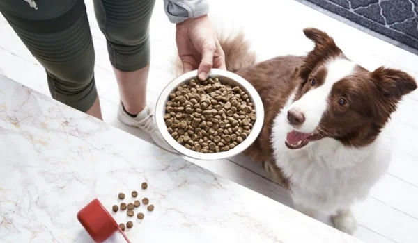 Dog Foods for Sensitive Stomach