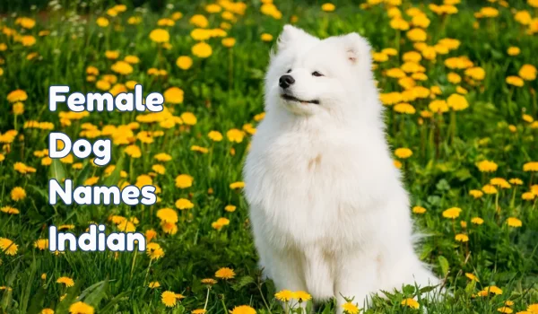 Female Dog Names Indian