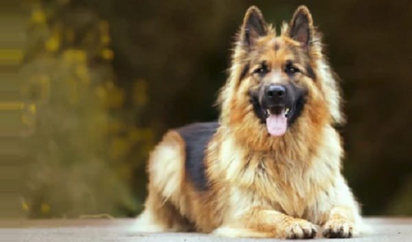 German Safed Dog