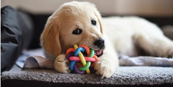 How to Stop Dog Chewing