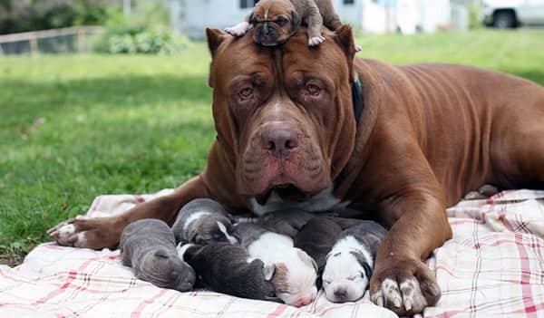 Hulk Pitbull Dog