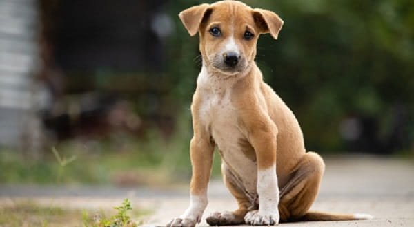 Indian Pariah Dog Price in India (2026