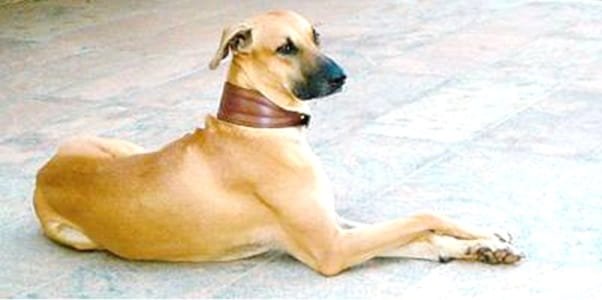 Kombai Dog