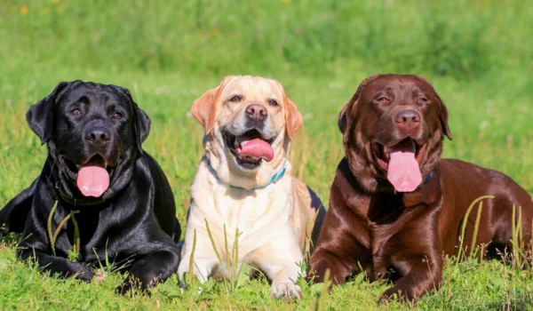 Labra Dog
