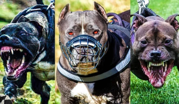 Pit Bull