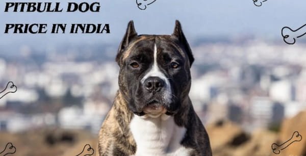 Pitbull Dog Price in India (2026)