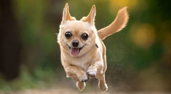 Pocket Dog Breed