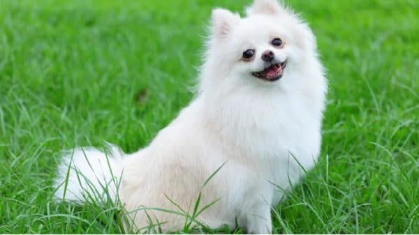 Pomeranian Dog Breeds