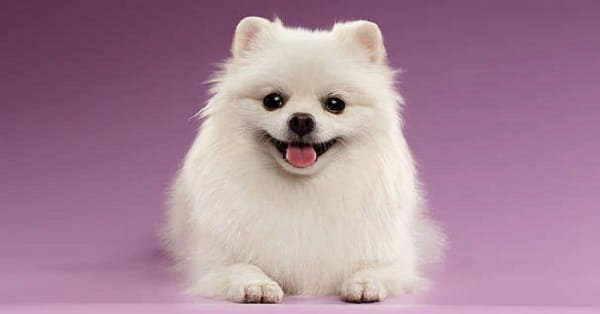 Pomeranian Dog Price in India