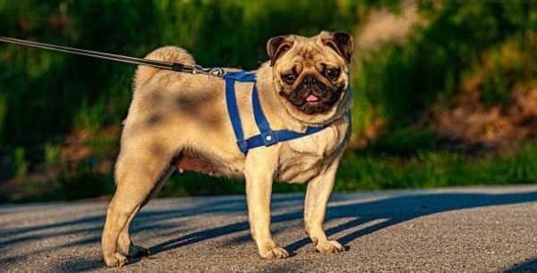 Pug Dog Price in India (2026)