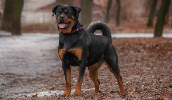 Rottweiler