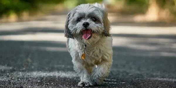 Shih Tzu Dog Price in India (2026)