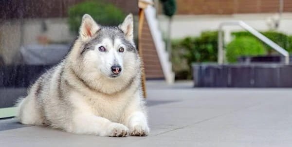 Husky Dog Price in India
