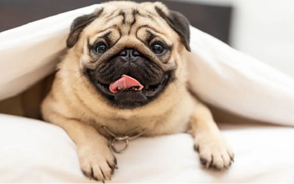 Vodafone Dog Breed