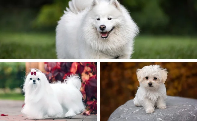 White Pet Dog Breeds