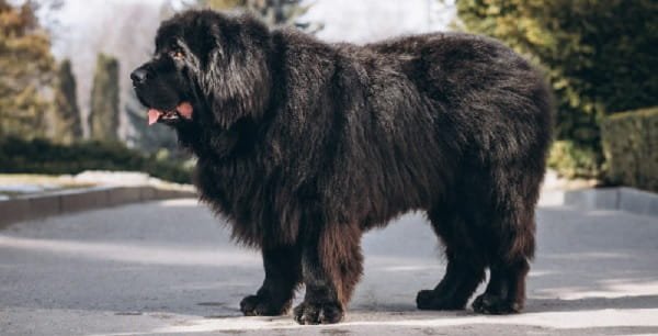 bhutia dog