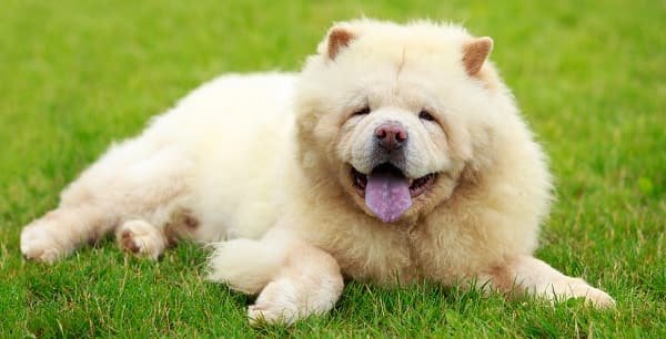 chow chow dog price