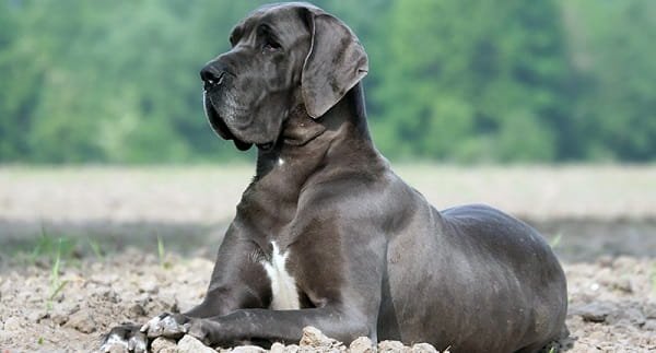 great dane dog