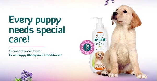 himalaya dog shampoo