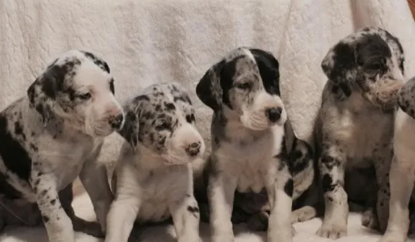 Great Dane Dog Puppy