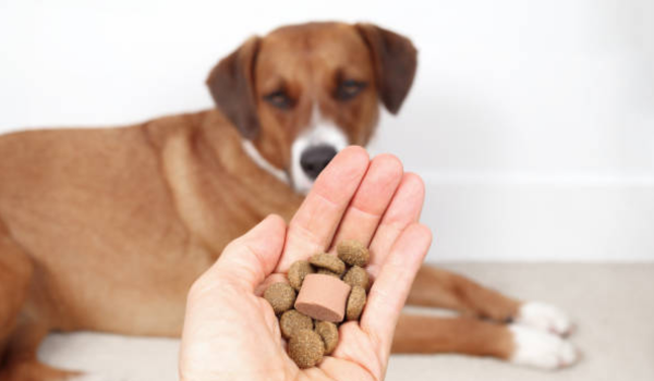 Deworming Medicine for Dogs